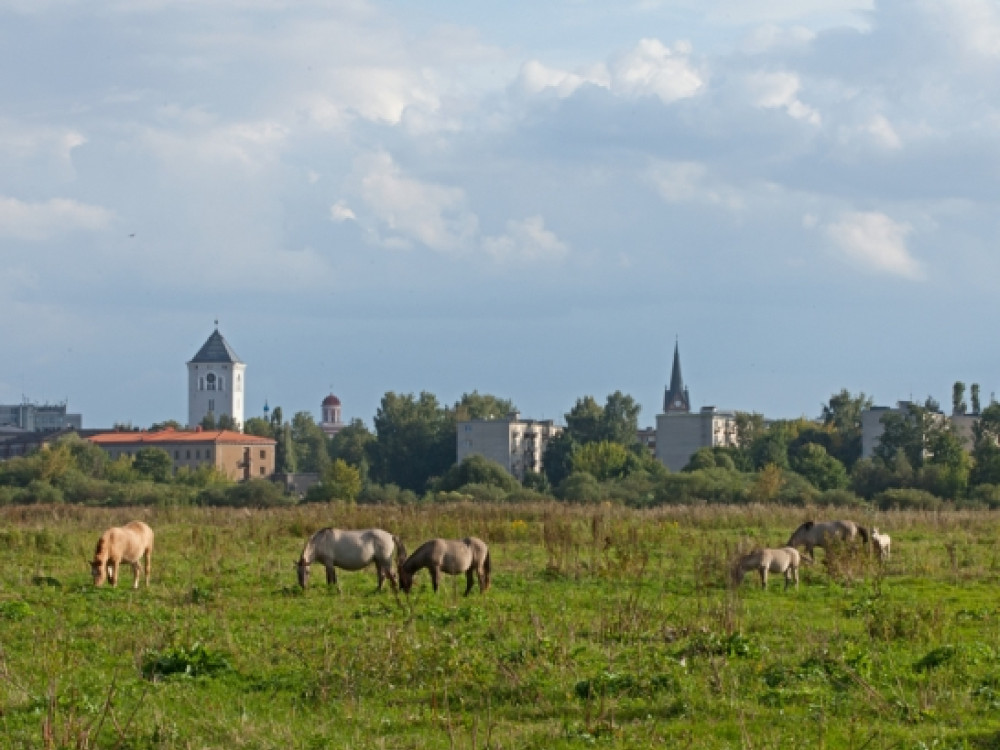 Paarden in Letland