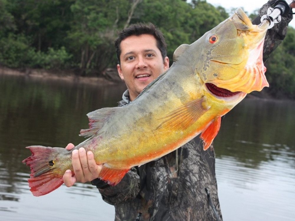 Vissen Amazone