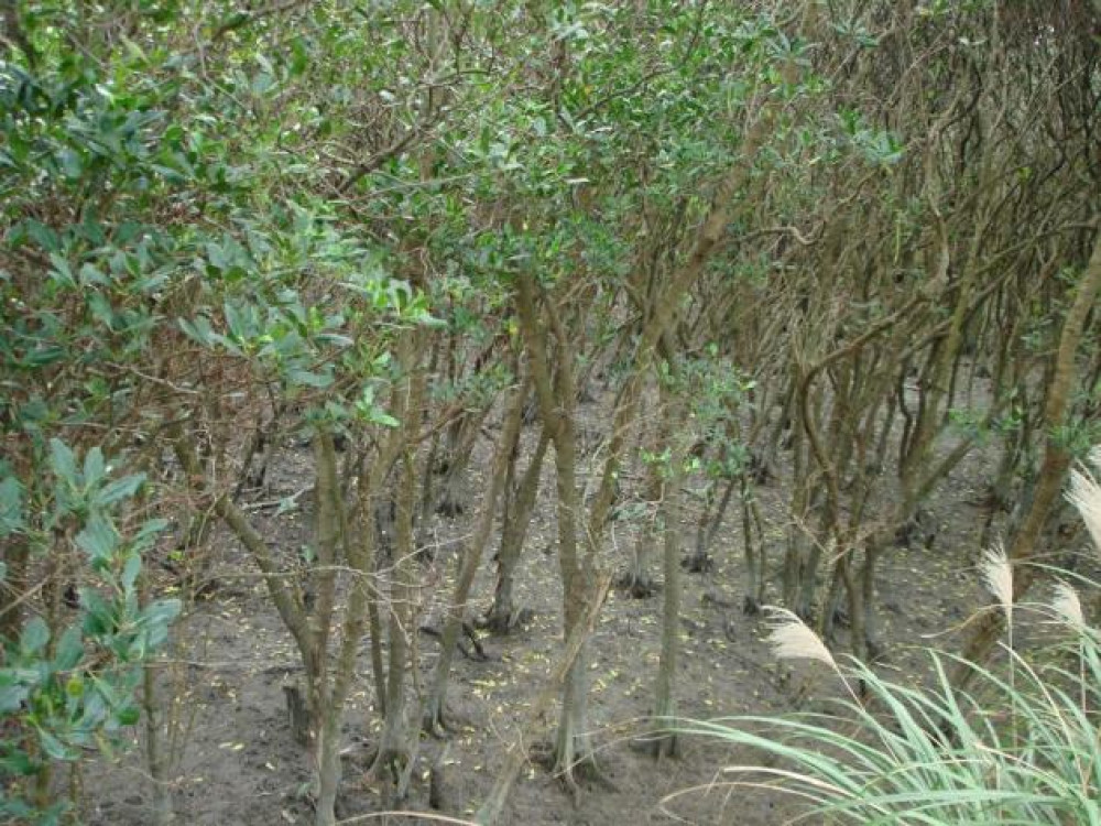 Mangrovegebied