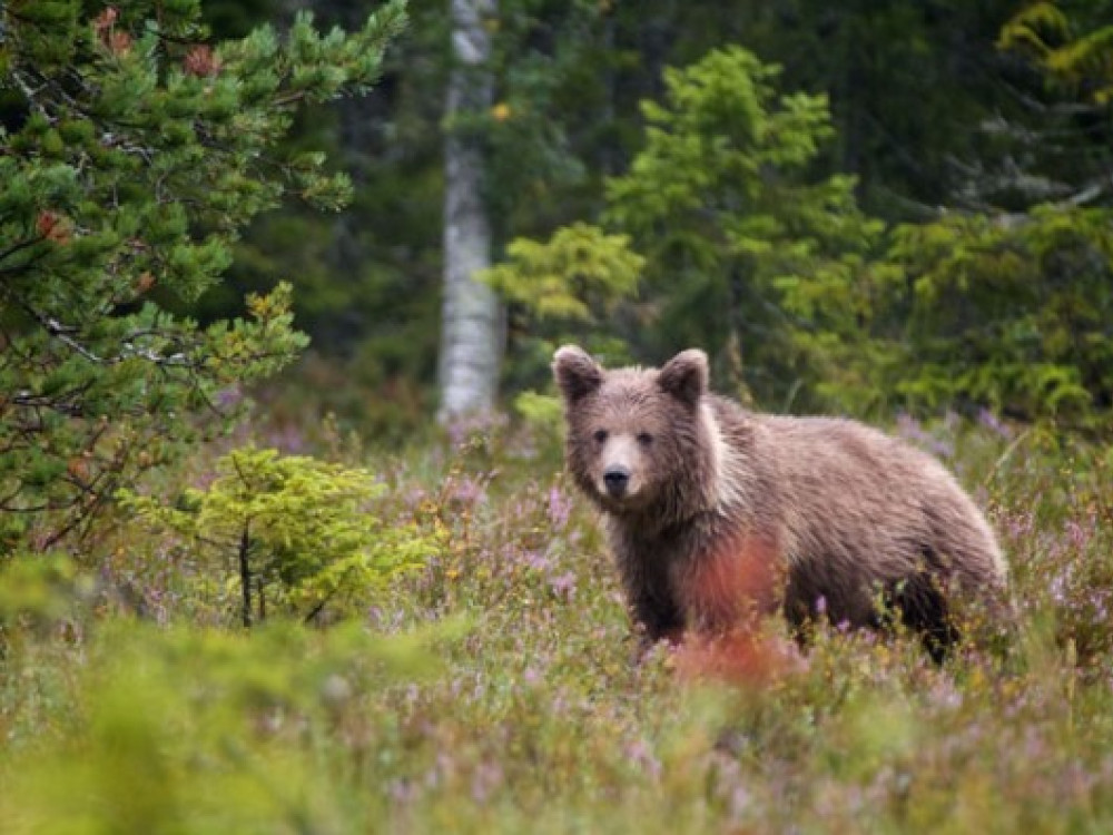 Beren spotten in Zweden
