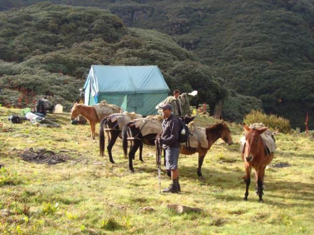 Bagagepaarden bij kamp