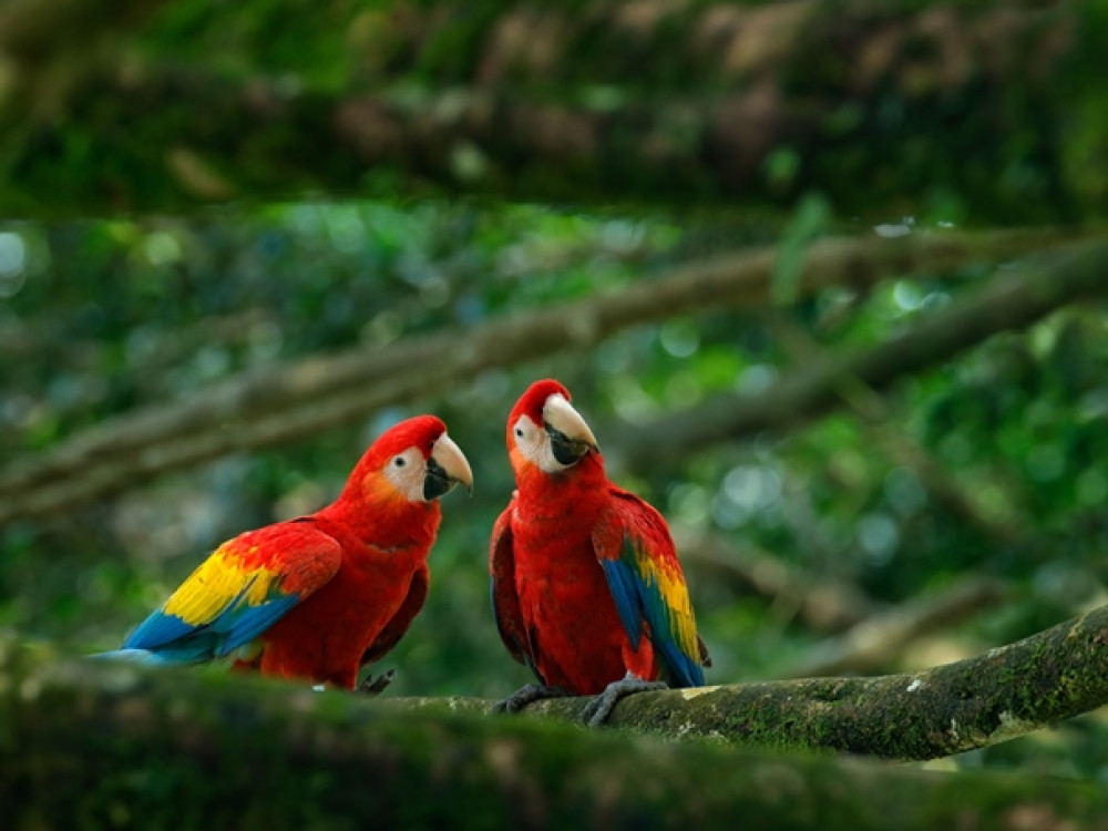 Vogels Brazilië