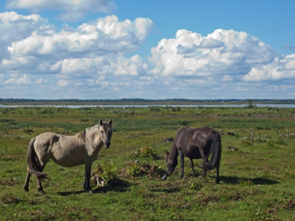 Hollandse Konikpaarden in Letland