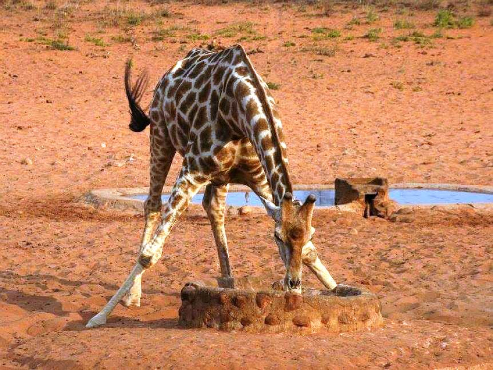 Giraf Namibië