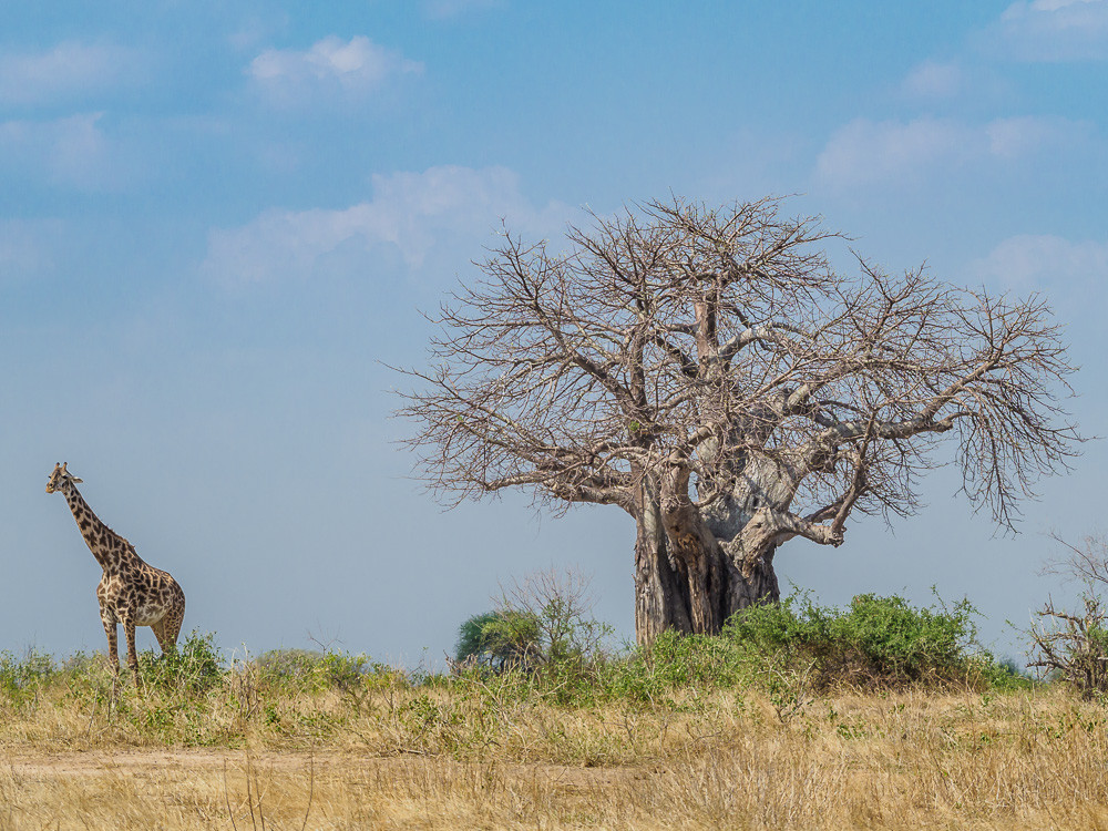 Baobab en giraffe