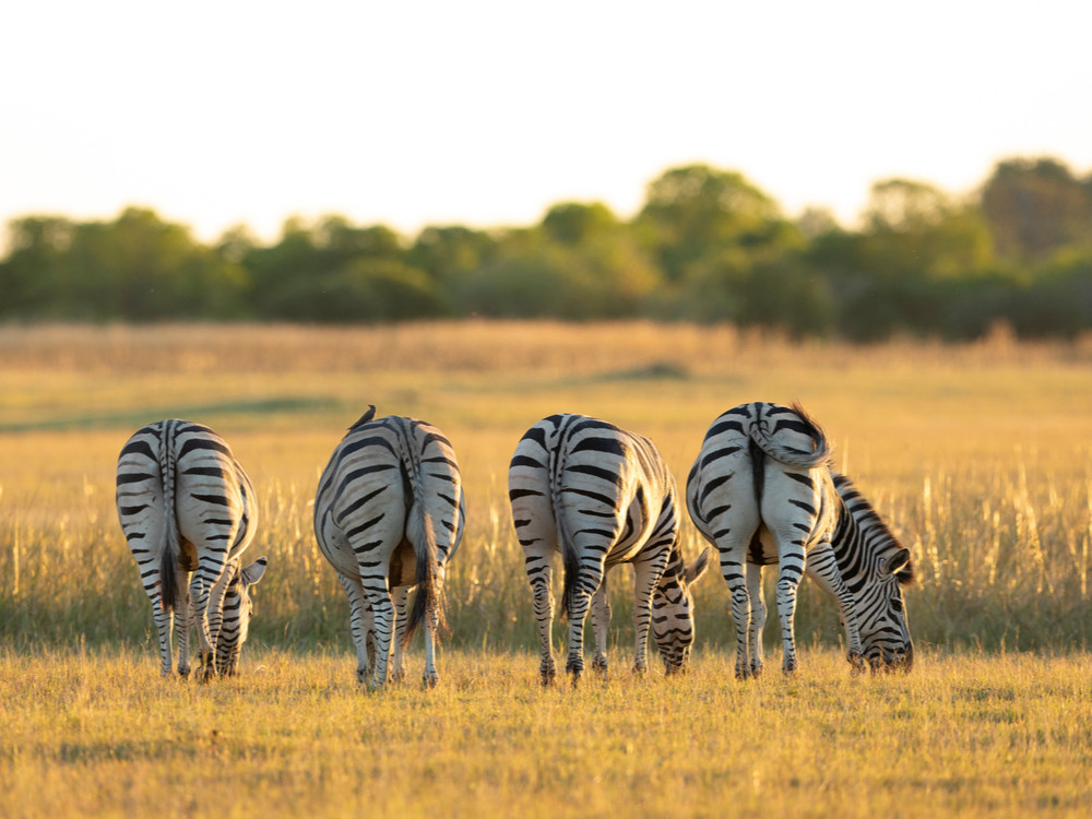 Zebra's in Botswana