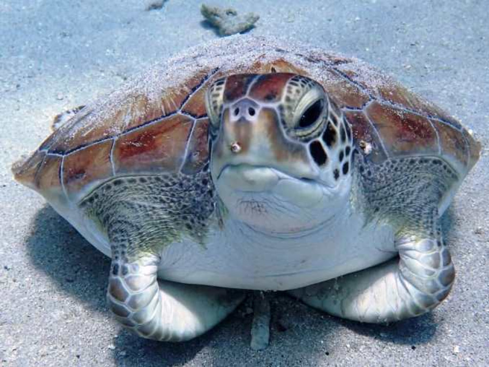 Curacao schildpad