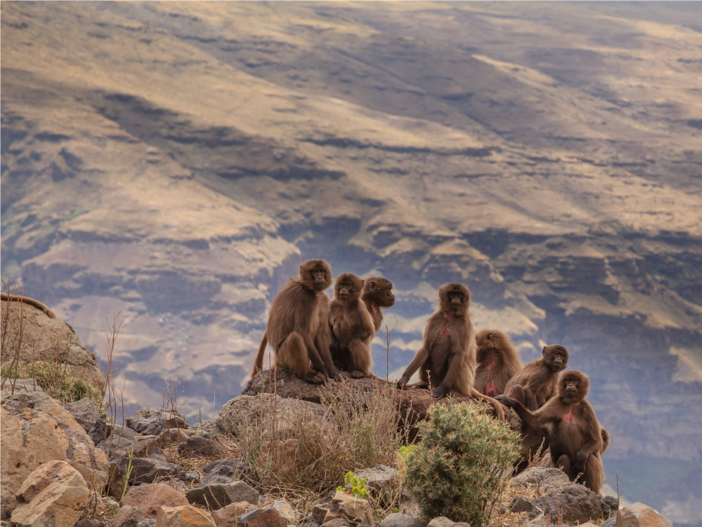 Apen in Ethiopië