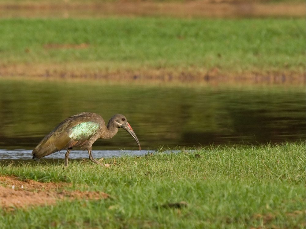 Hadada ibis Gambia