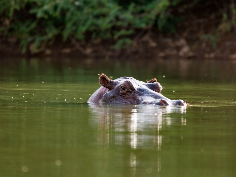 Nijlpaard Gambia