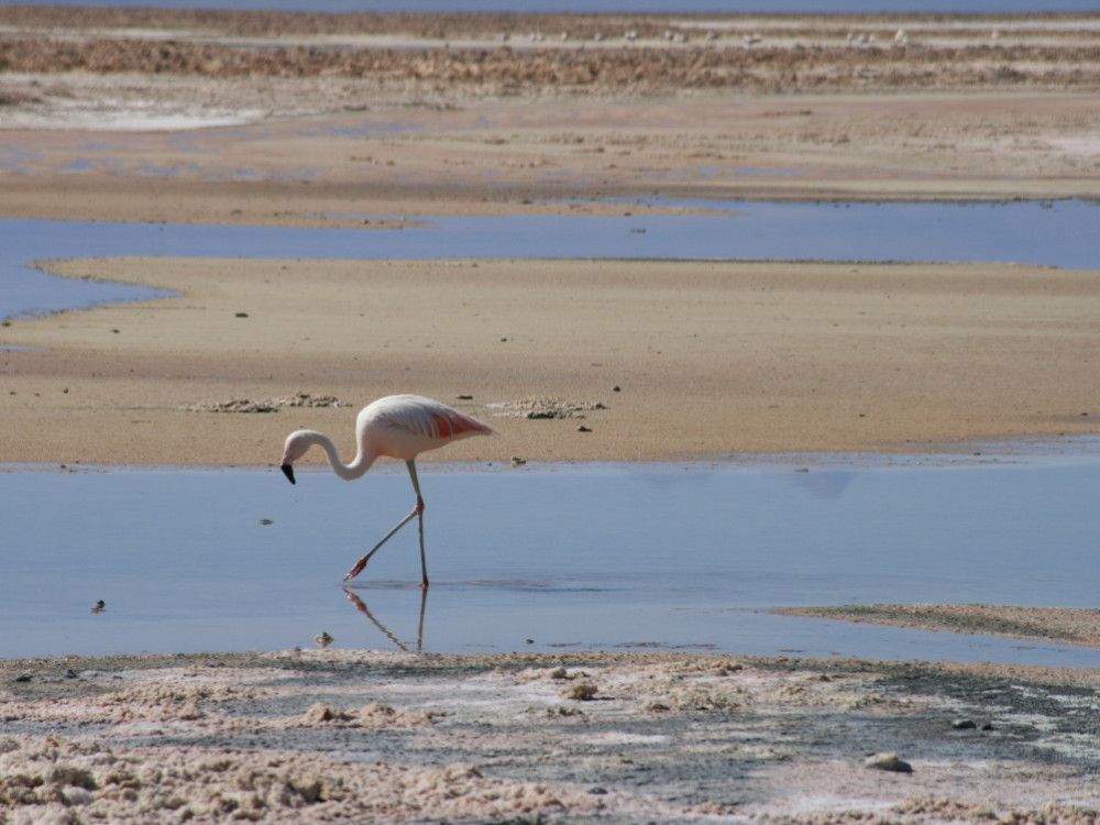 Flamingo Atacama