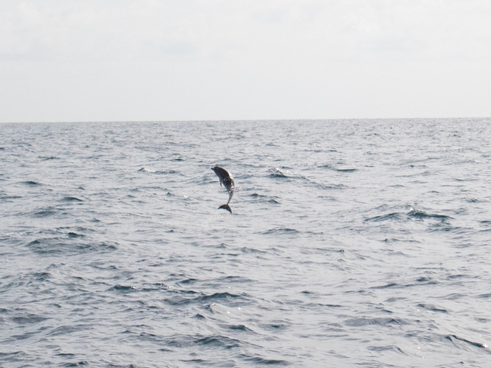 Dolfijn bij Madeira