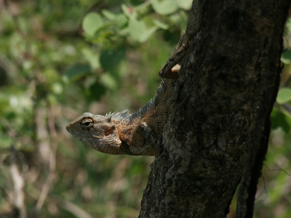 Wildlife Sri Lanka