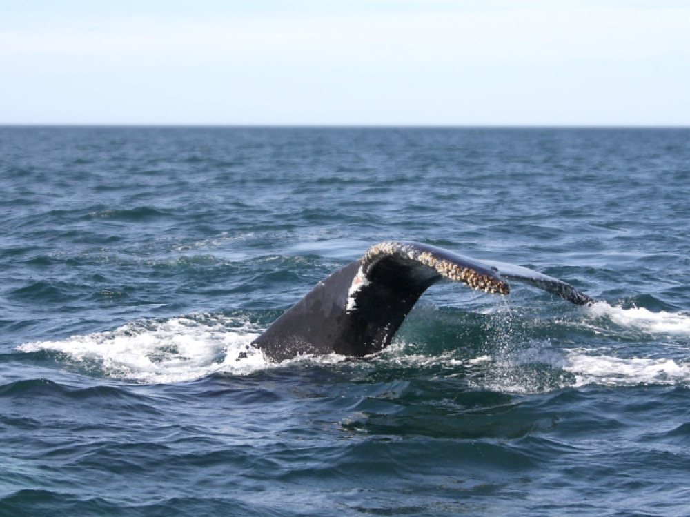 Bultrug walvis: Bay of Fundy Freeport, Nova Scotia