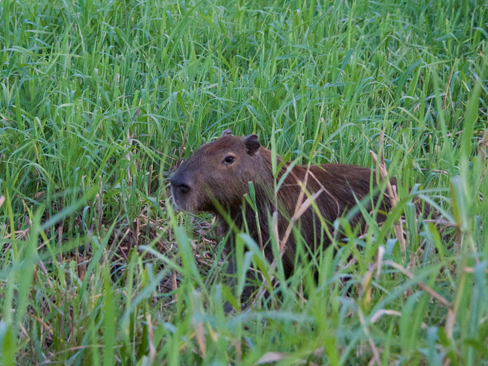 Capibara in Frans Guyana