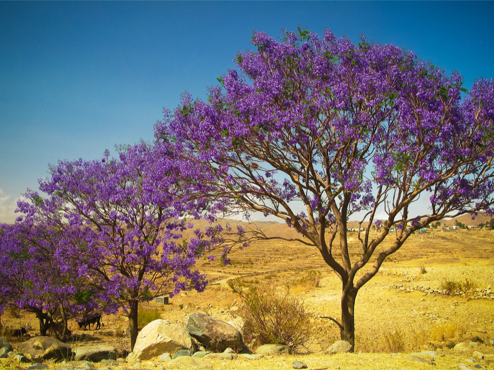 Eritrea natuur
