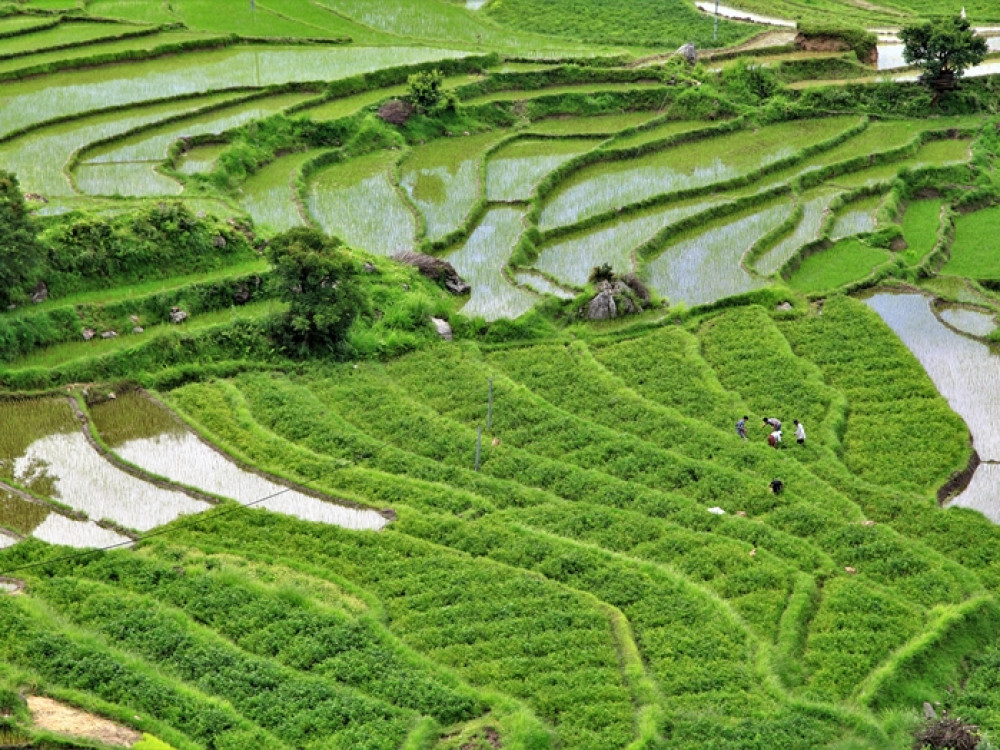 Bhutan rijstvelden