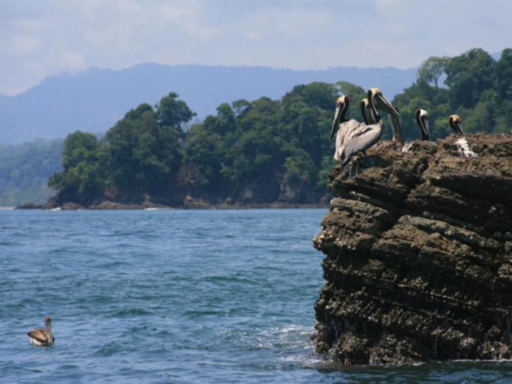 Pelikanen bij Dominical