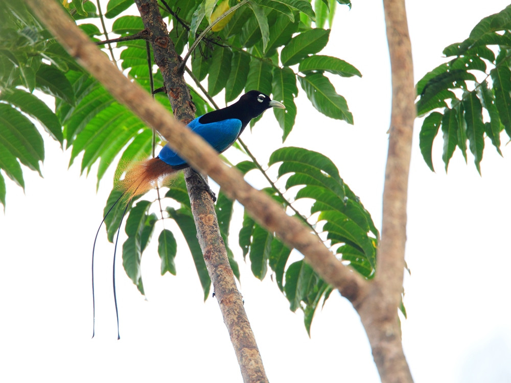 Blauwe paradijsvogel