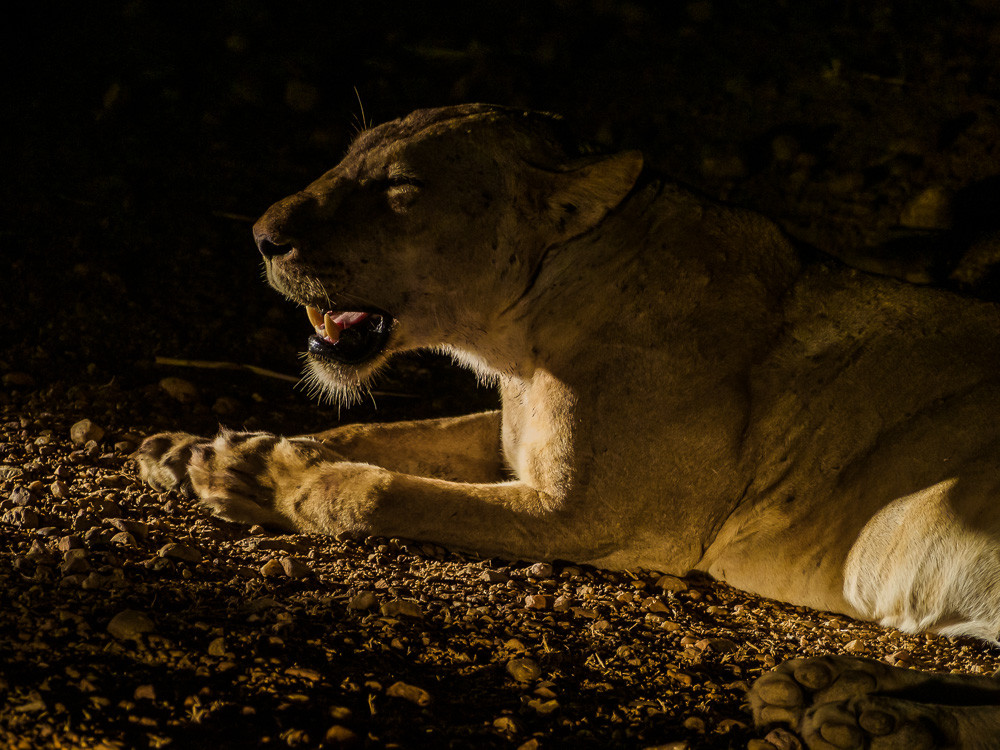 Leeuwin tijdens nachtsafari