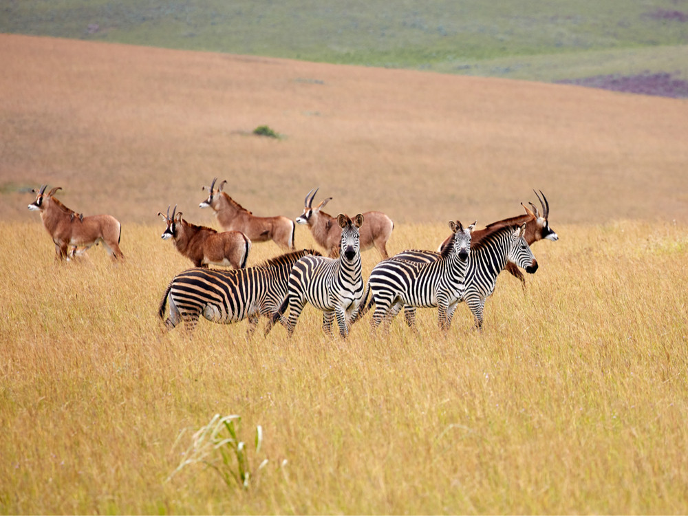 Nyika Roan antiloop en zebra