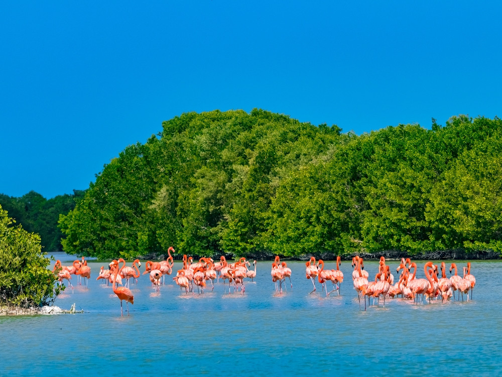 Verwonderlijk Natuur in Mexico | Mooie gebieden en leuke reistips Mexico SA-63