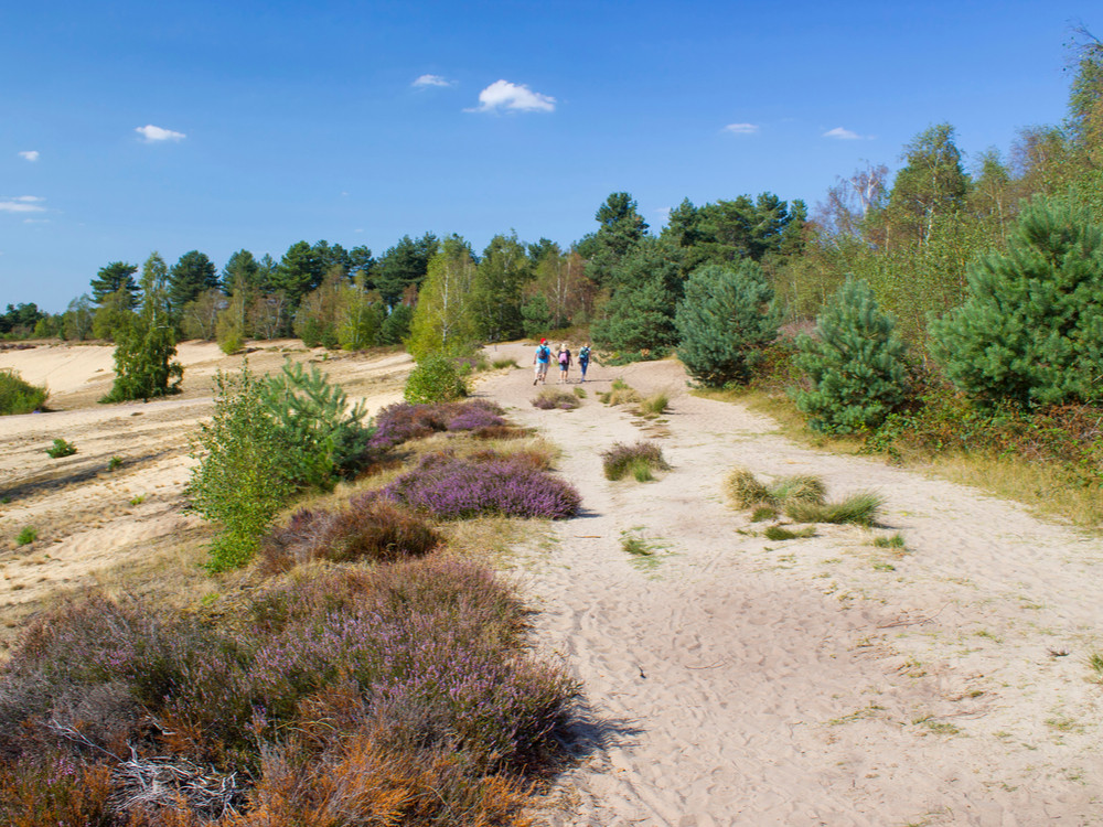 Zandvlakte Nederland overzicht; van zandverstuiving tot woestijn en duinen - Reisliefde