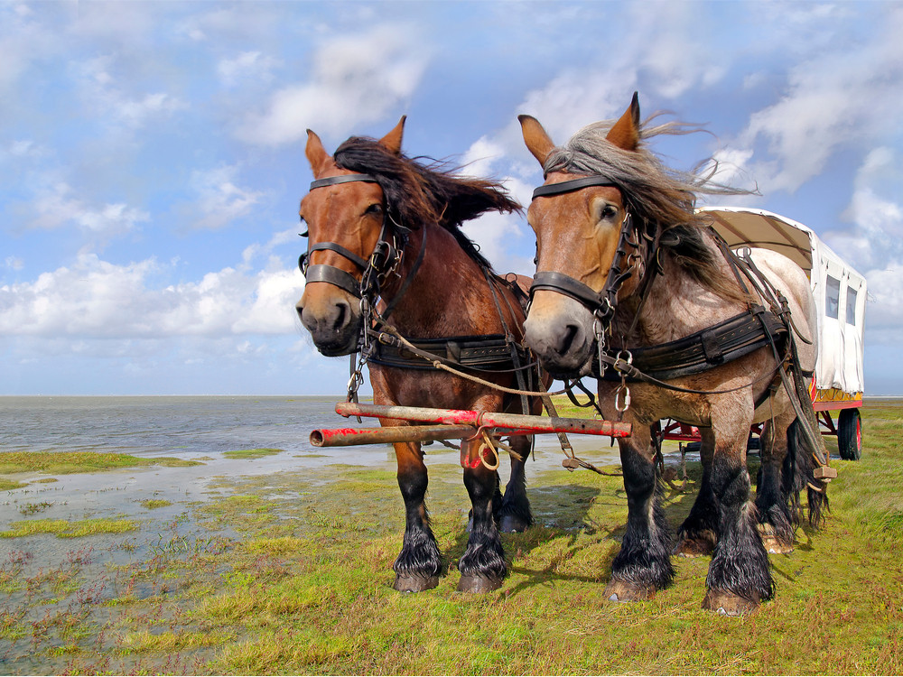 Paarden op Schiermonnikoog