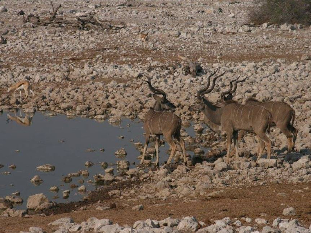 Okaukuejo in Etosha | Camp en Waterhole