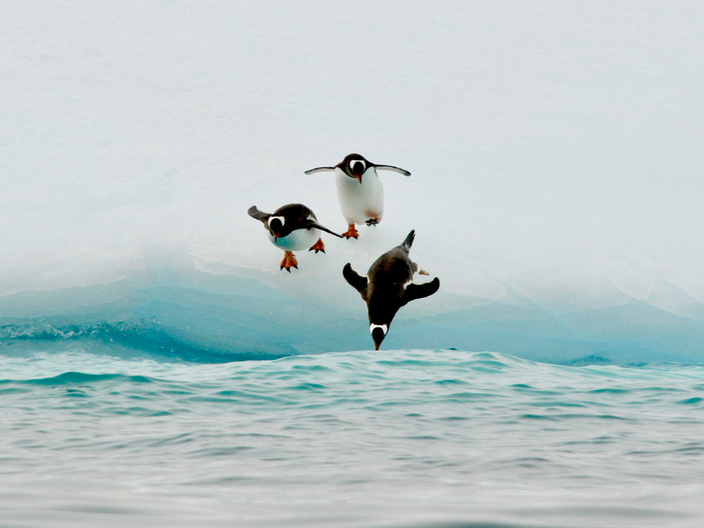 Pinguïns Soorten, leefgebied en andere weetjes