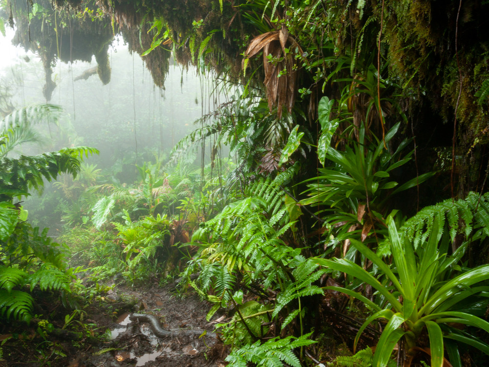 Regenwoud van Saba