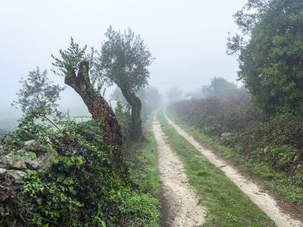 Karakteristieke chouços langs het pad op een vroege mistige morgen