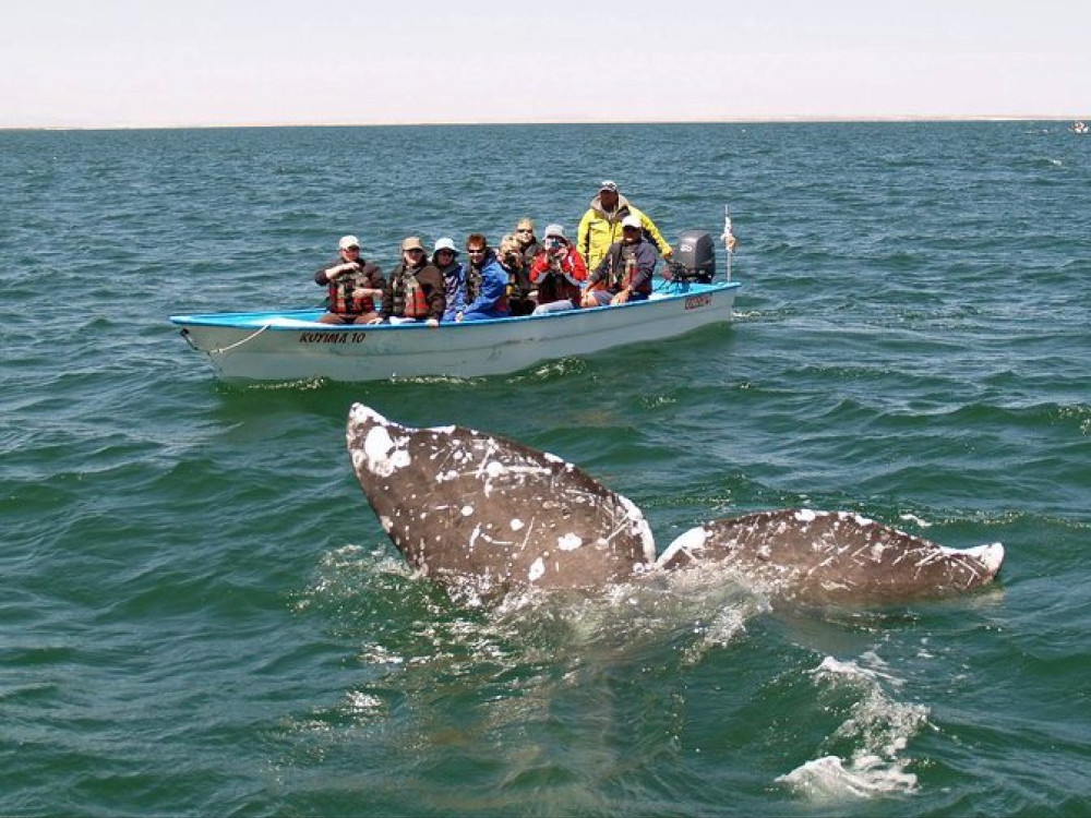 Walvissen Baja California