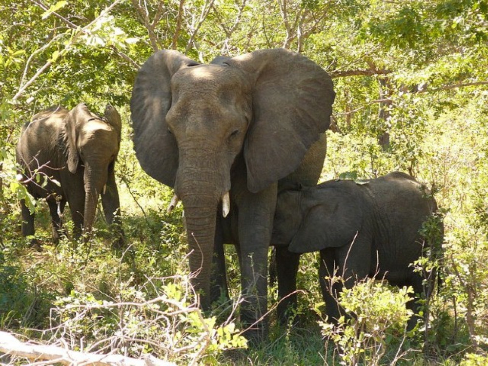Chobe is het olifantenpark bij uitstek
