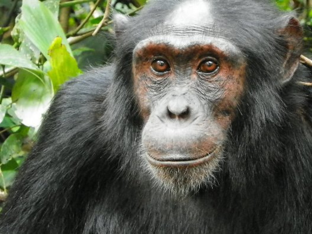 Chimpansee tracking Kibale