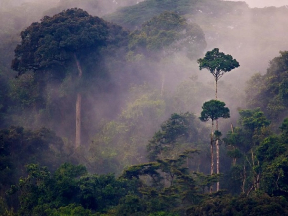 Jungle Rwanda