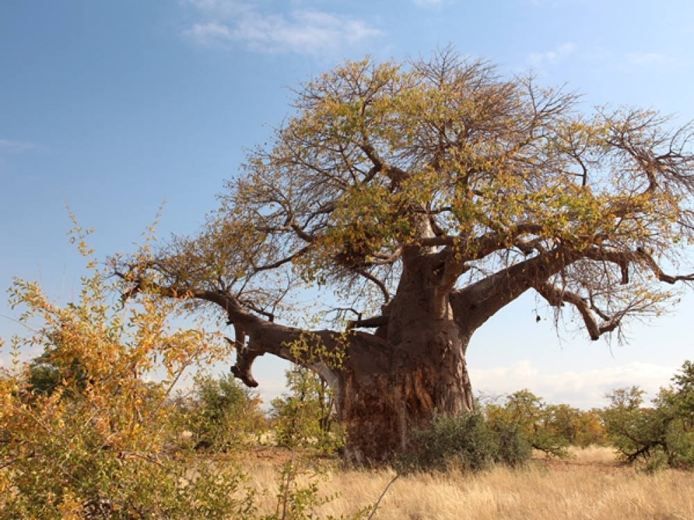 Mapungubwe baobab