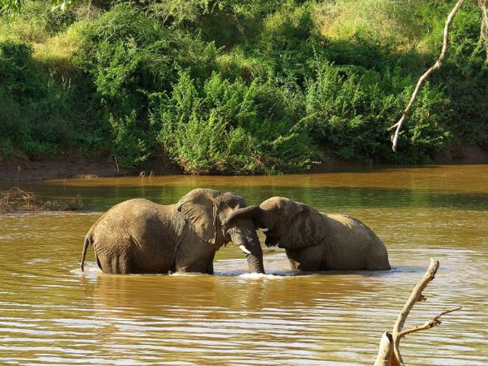 Safari in het Krugerpark De Big FIve spotten tijdens een gamedrive