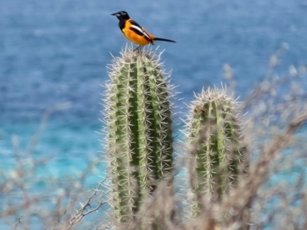 Aruba natuur en vogels