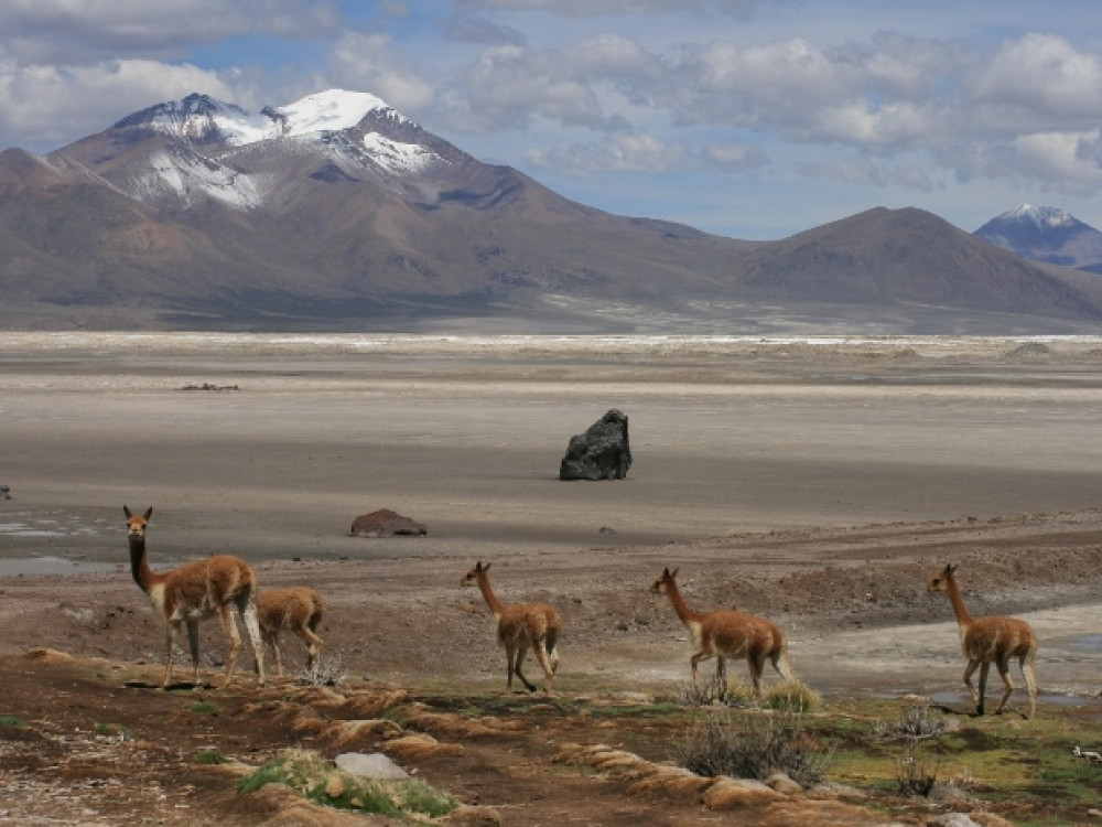 Atacama en Altiplano