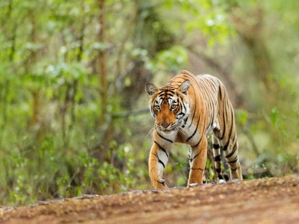 Ranthambore tijger