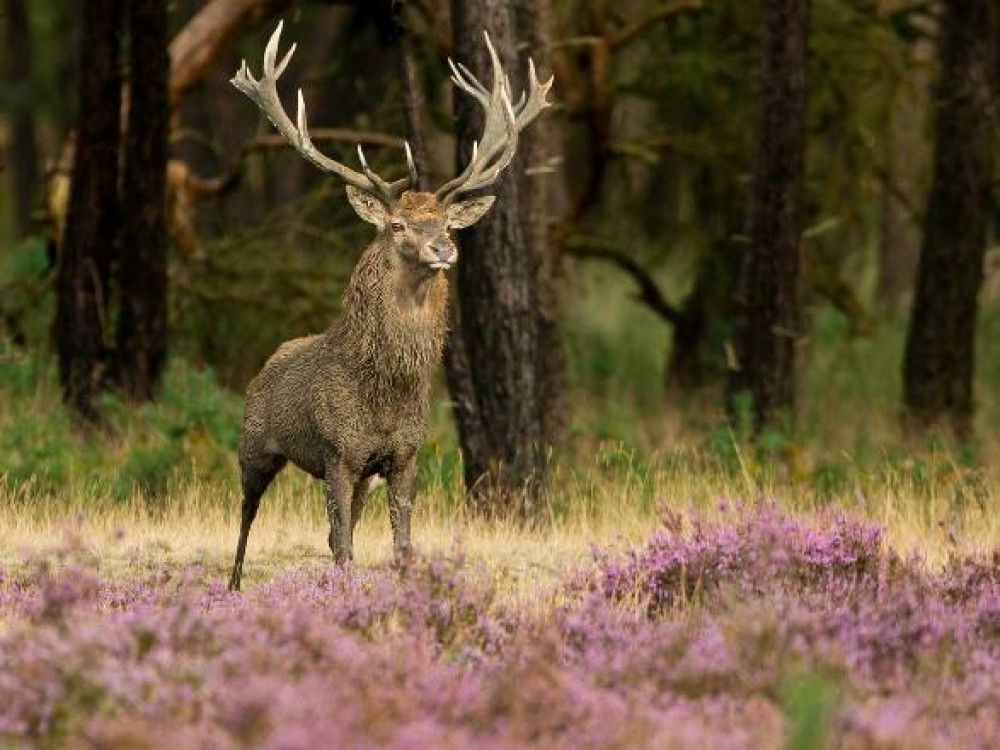 Hoge Veluwe Nationaal Park | Wandelen en fietsen