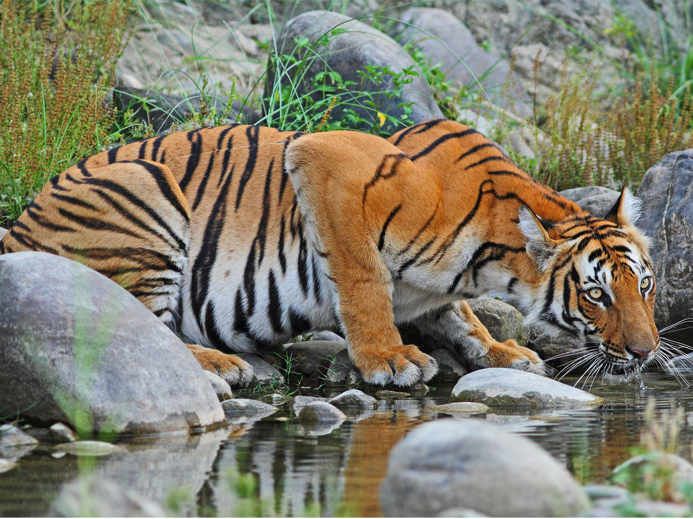 Sundarbans Nationaal Park | Natuurpark in Bangladesh en India