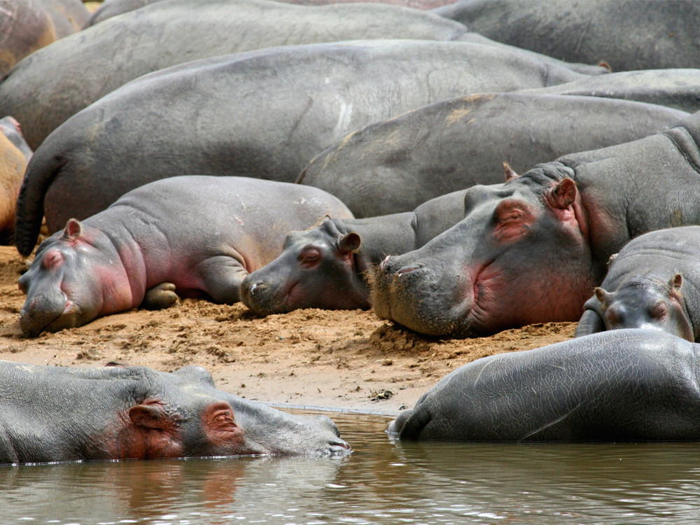 Nijlpaarden in Katavi