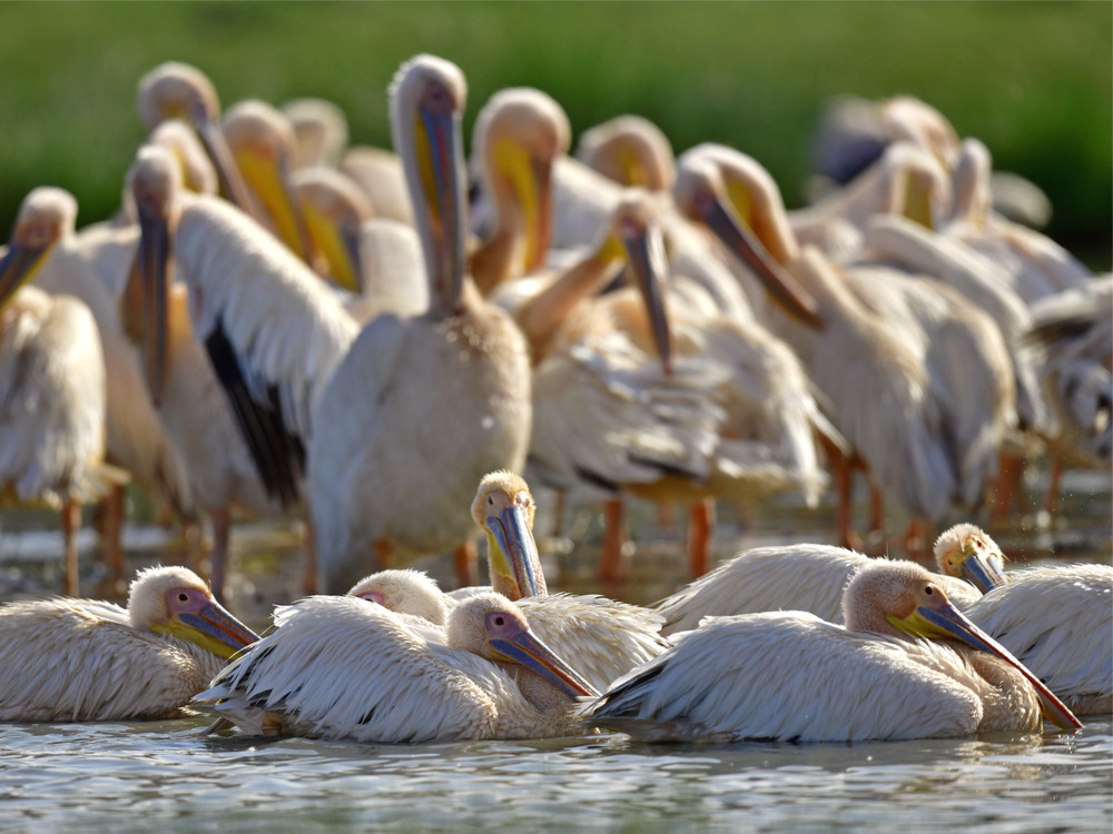 natron lake tanzania youtube natron lake tanzania youtube