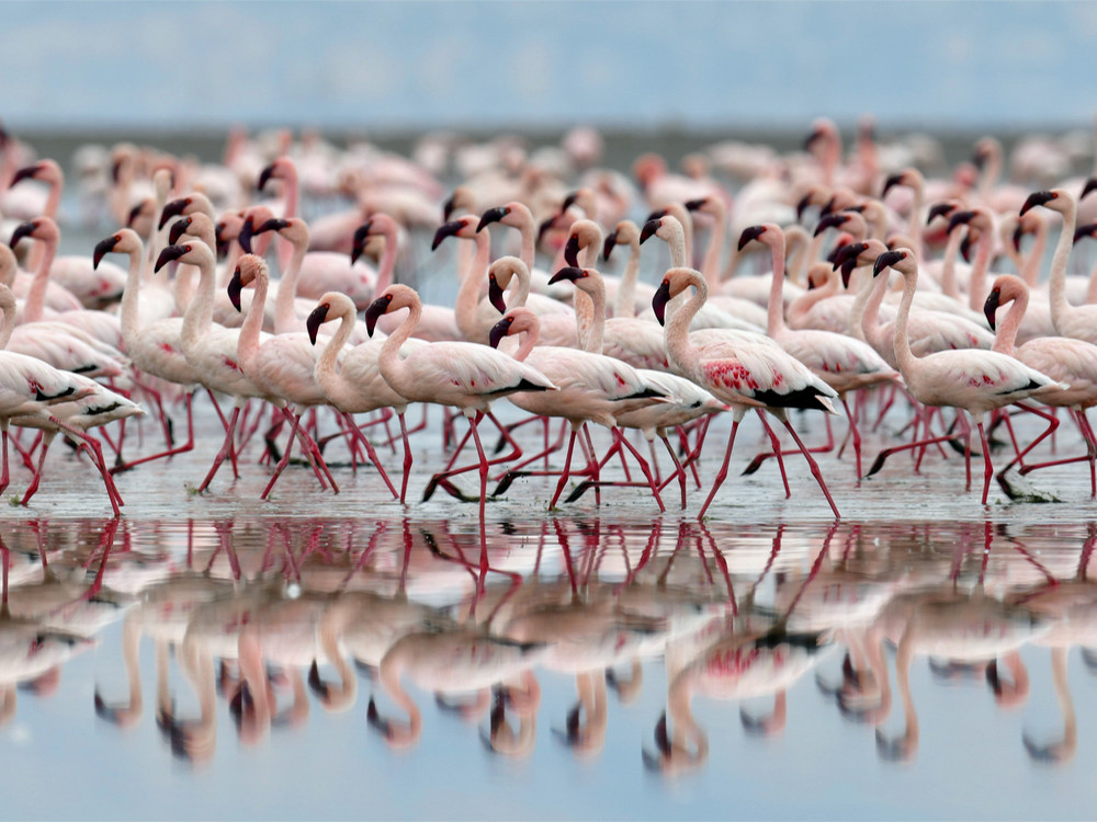 natron lake tanzania youtube natron lake tanzania youtube