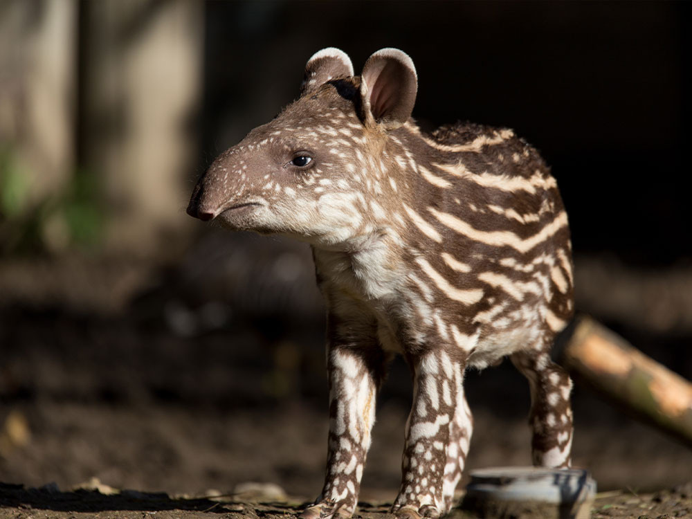 Tapir baby
