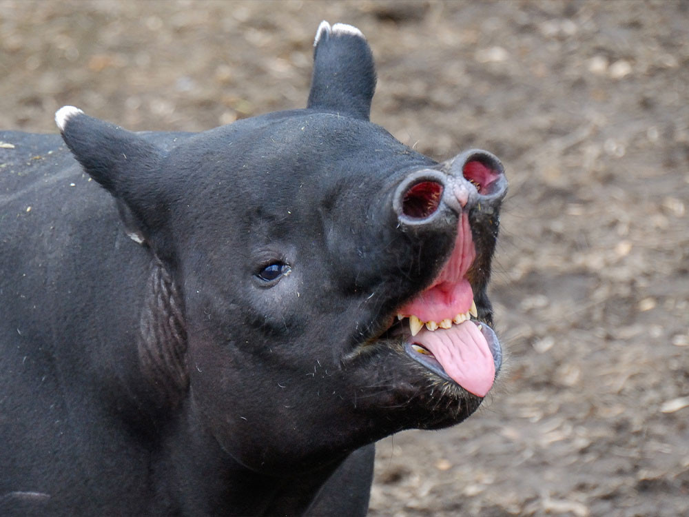 Tapir slurf