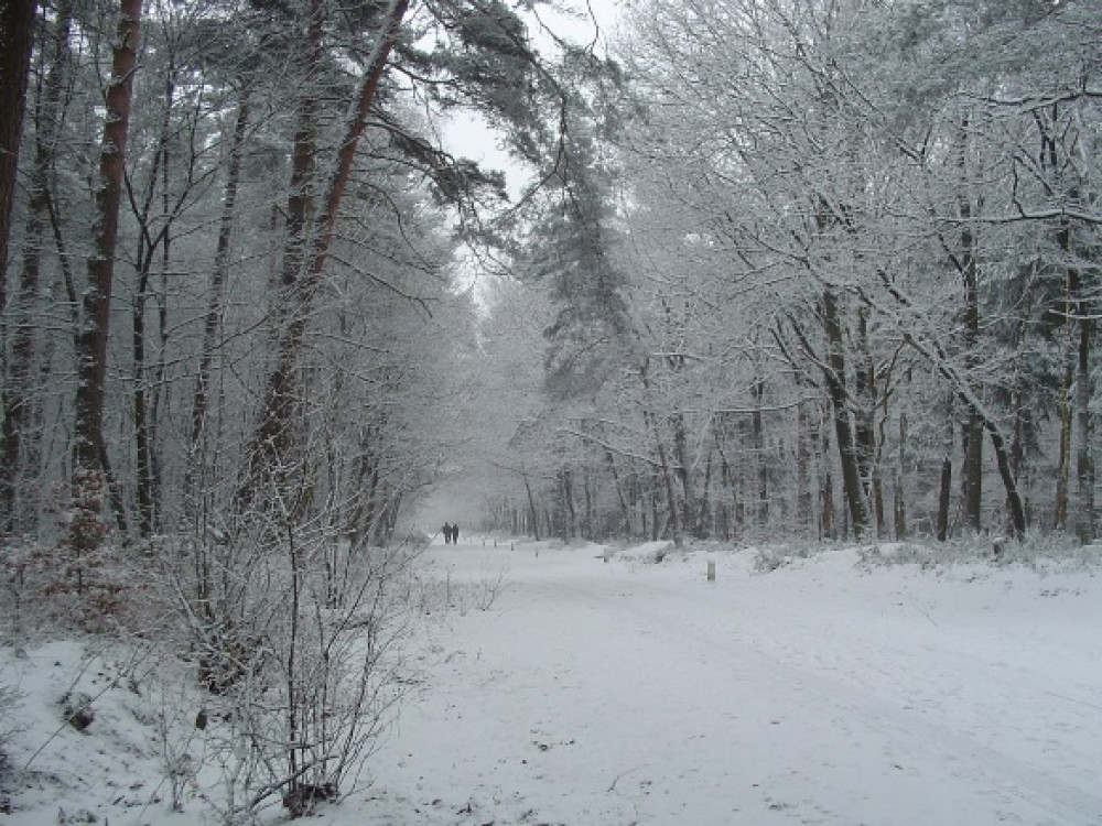 Sneeuw in het bos