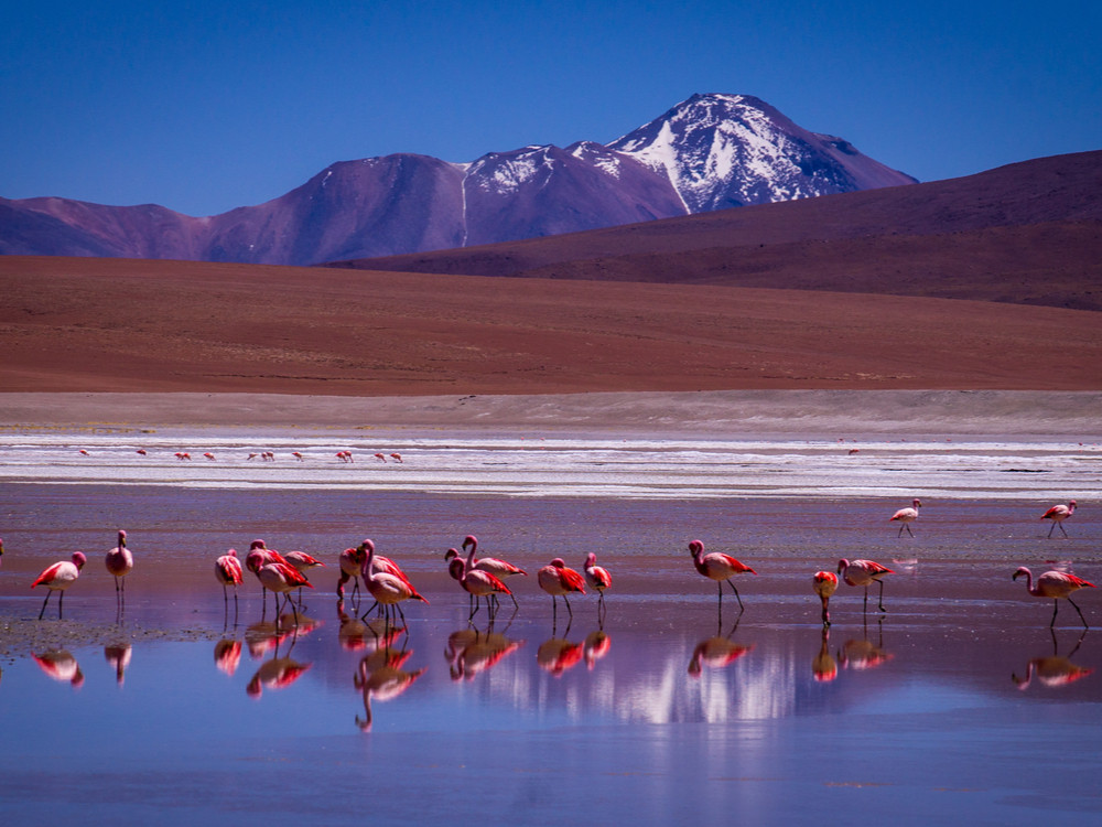 Flamingo's in Bolivia